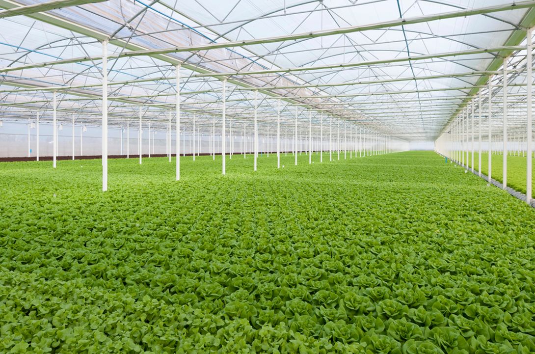 Новые технологии в тепличном хозяйстве: овощевод во главе инноваций